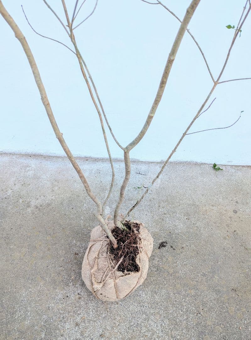 これが山採り！天然アオダモ株。