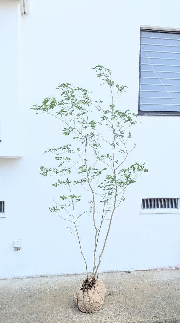 これが山採り！天然アオダモ株。