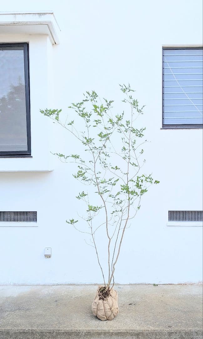 これが山採り！天然アオダモ株。