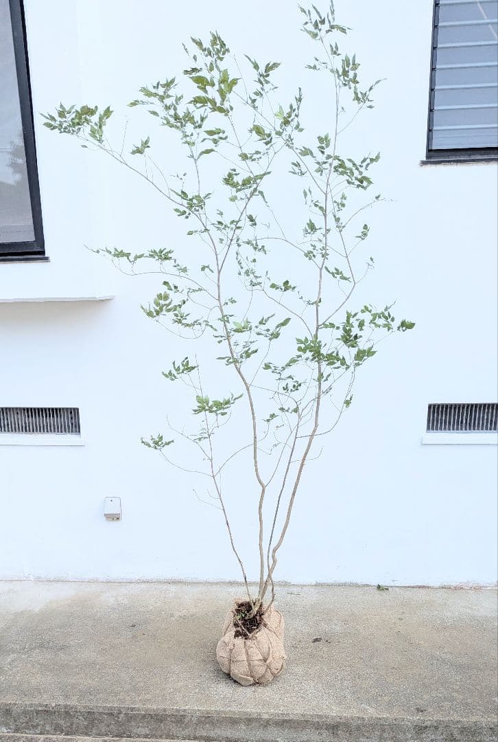 これが山採り！天然アオダモ株。