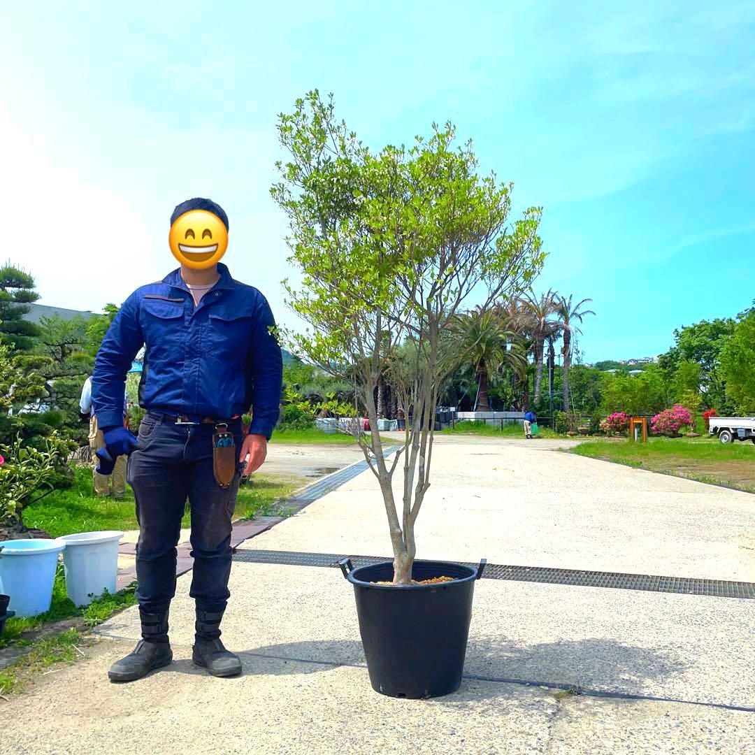 超美形。仕立てフェイジョア1.7M(鉢底から)品番A