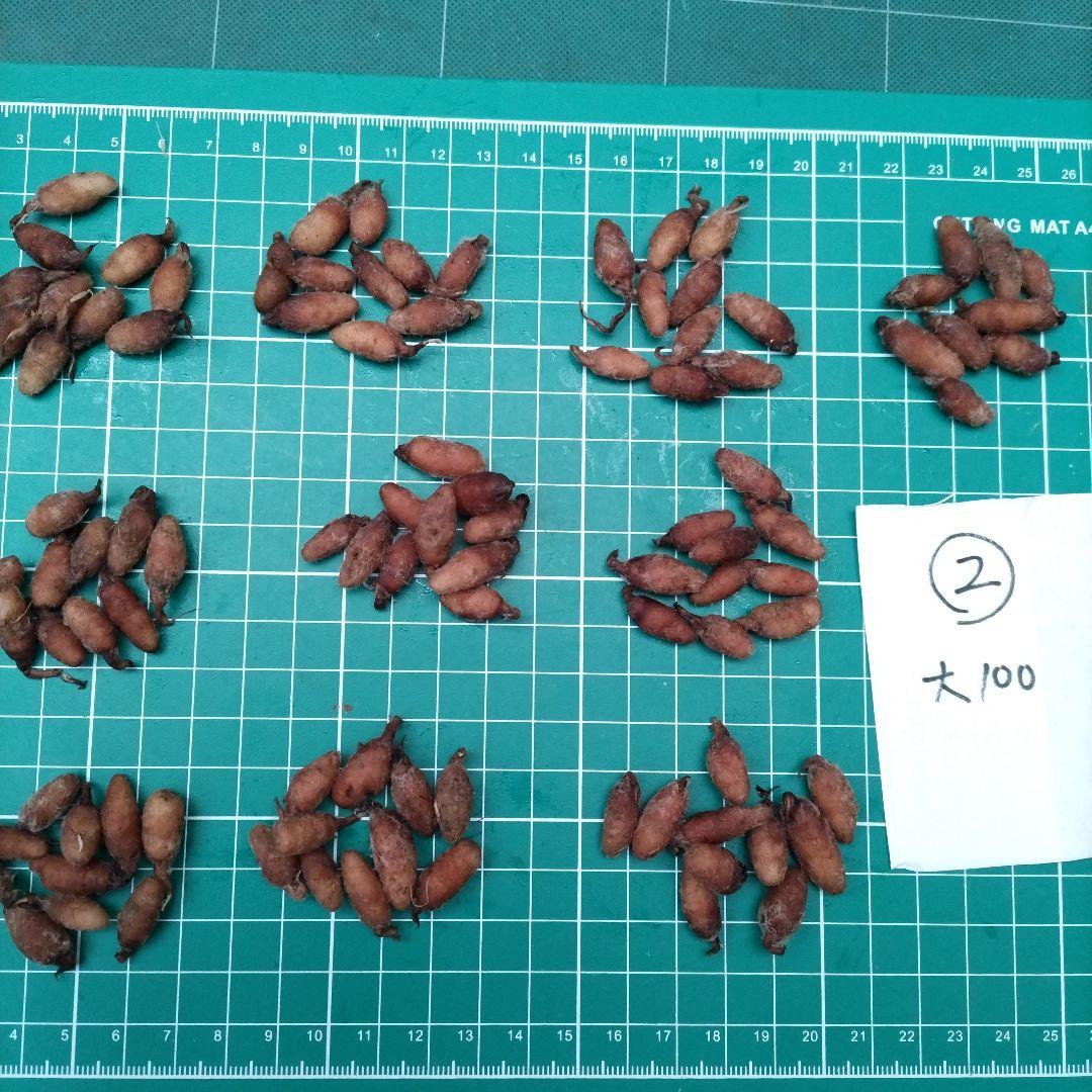 サギソウ　たび