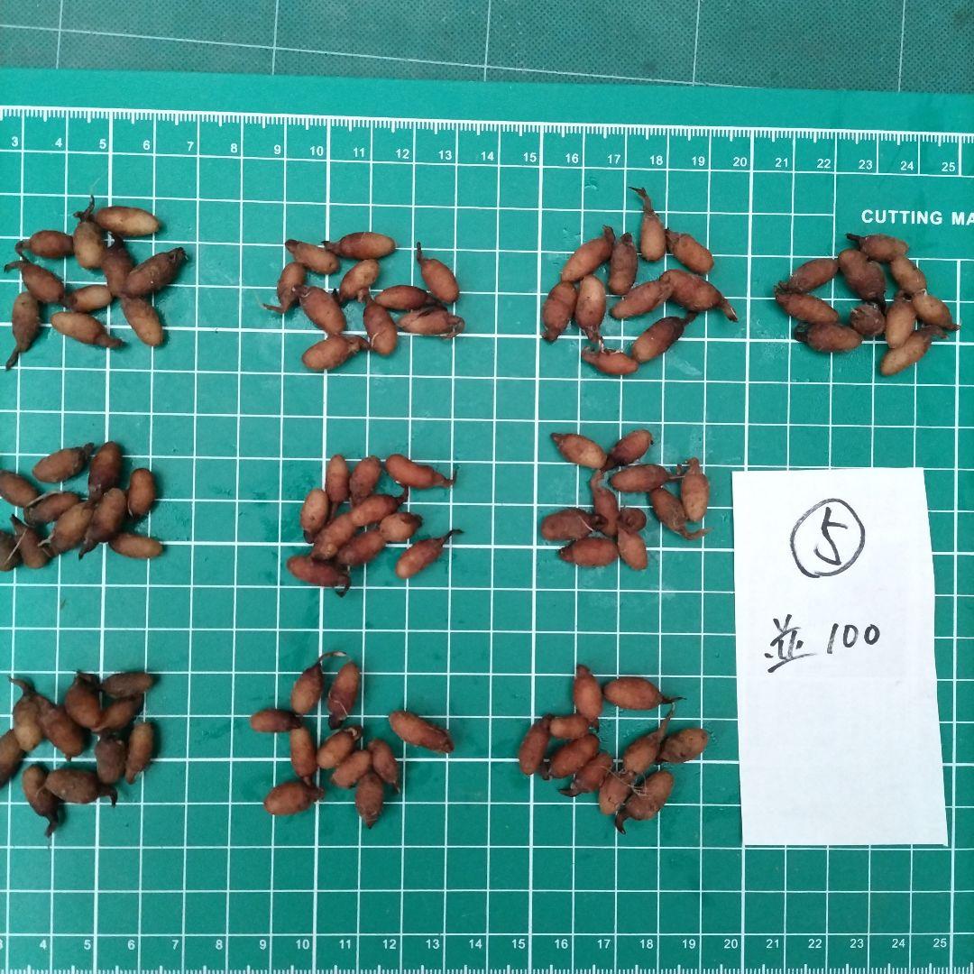 サギソウ　たび