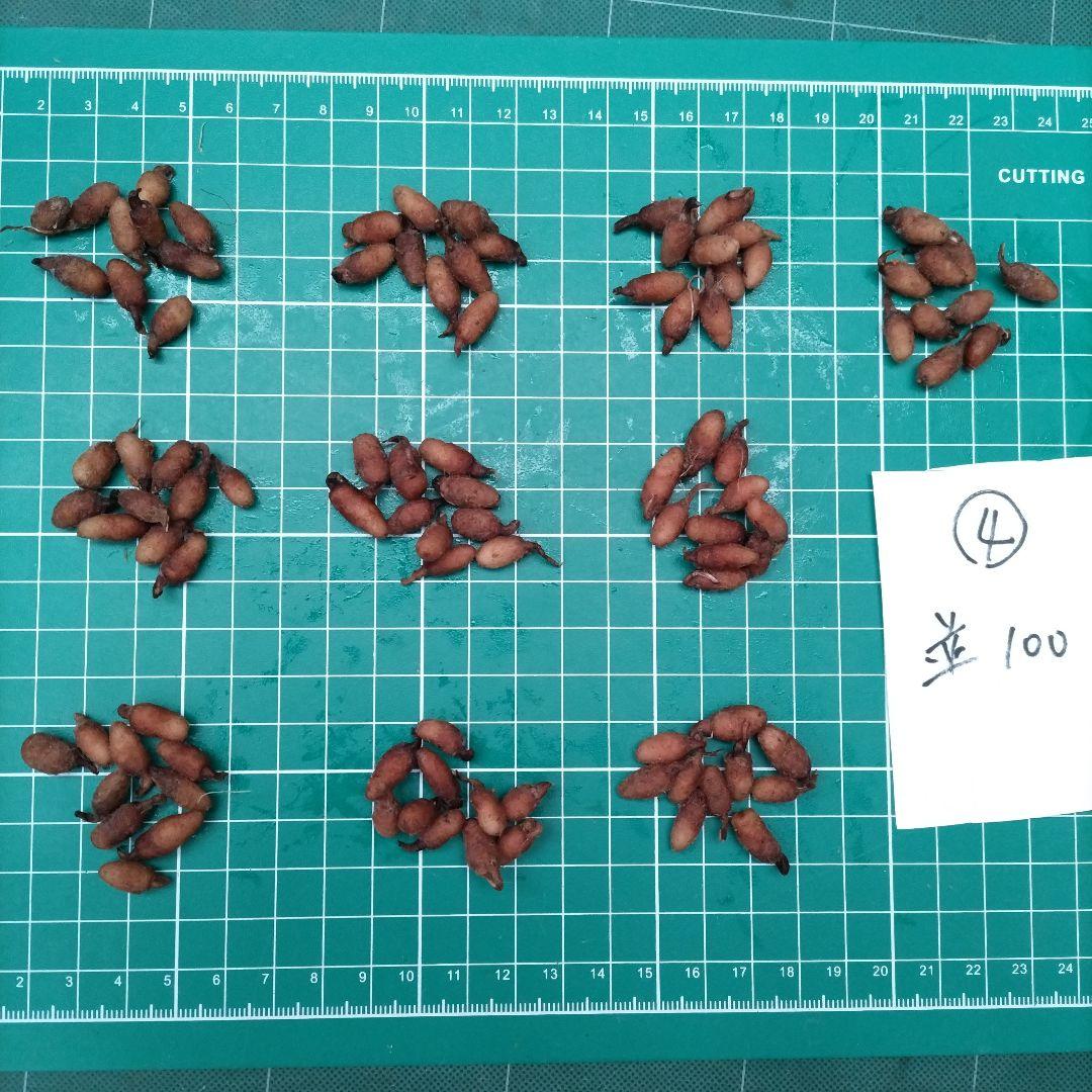 サギソウ　たび