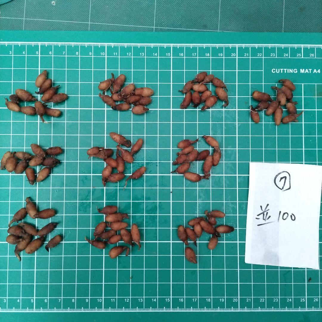 サギソウ　たび