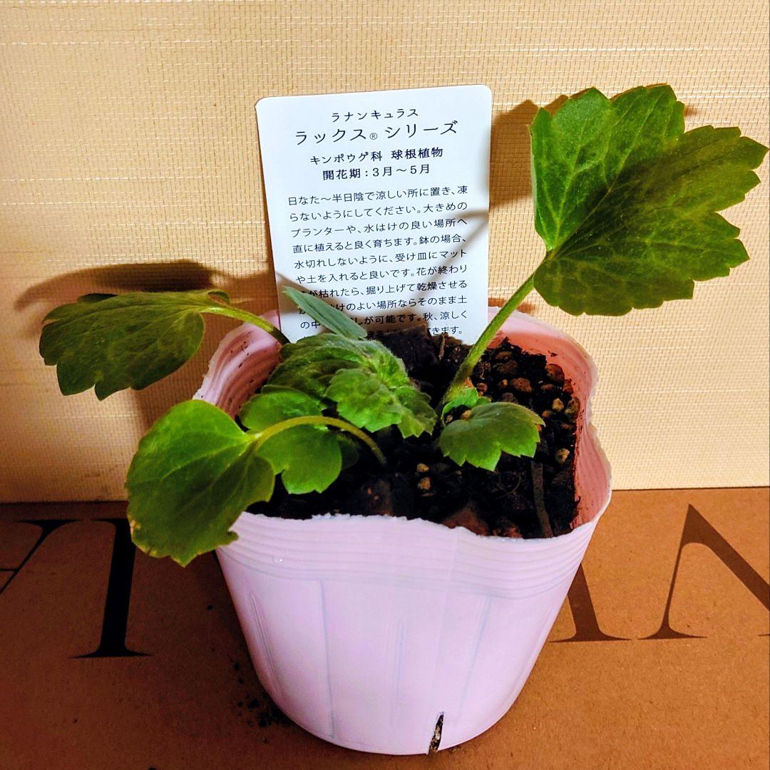 宿根草【綾園芸】ラナンキュラスラックス『アポロン』2026年 新種