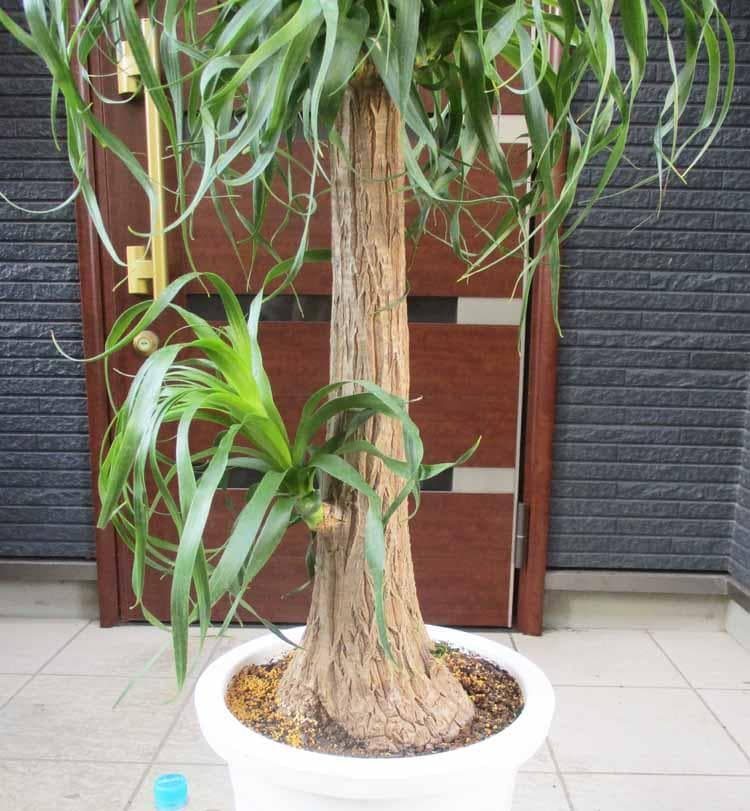 【現品】ポニーテール　(別名：トックリラン　ノリナ）　10号　２H番