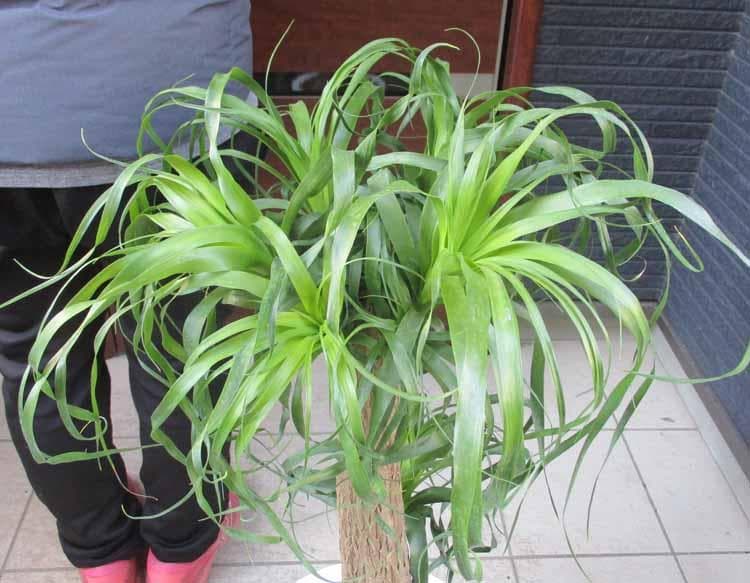 【現品】ポニーテール　(別名：トックリラン　ノリナ）　10号　２H番