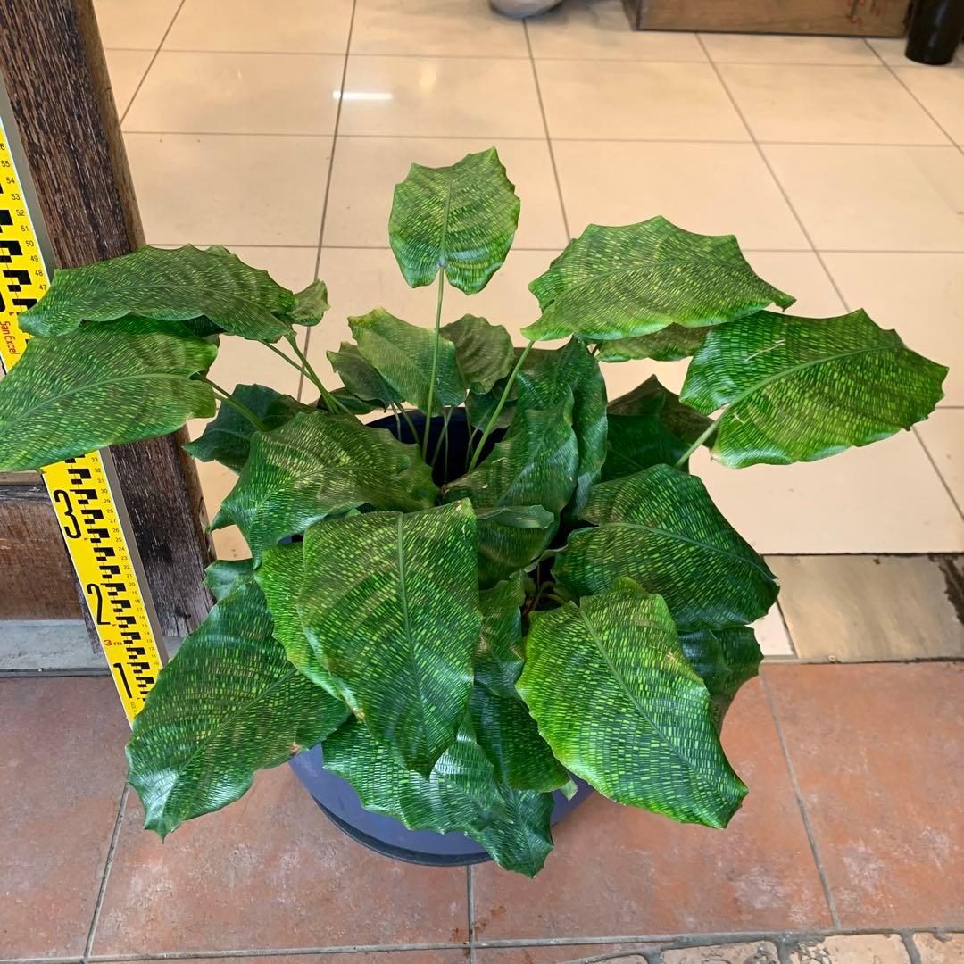 カラテア ムサイカ モザイク ファイバー鉢 お皿付き