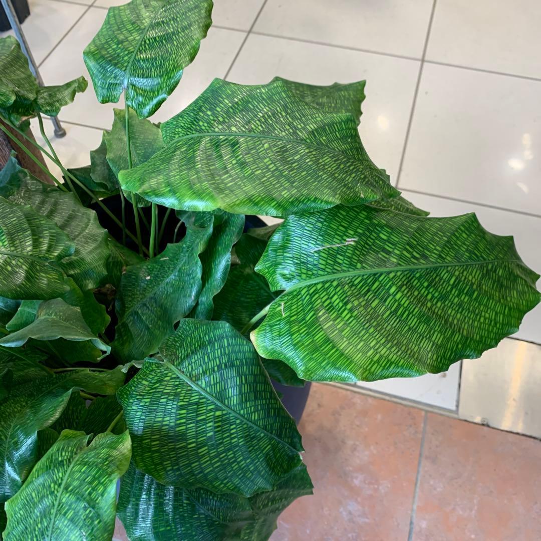 カラテア ムサイカ モザイク ファイバー鉢 お皿付き