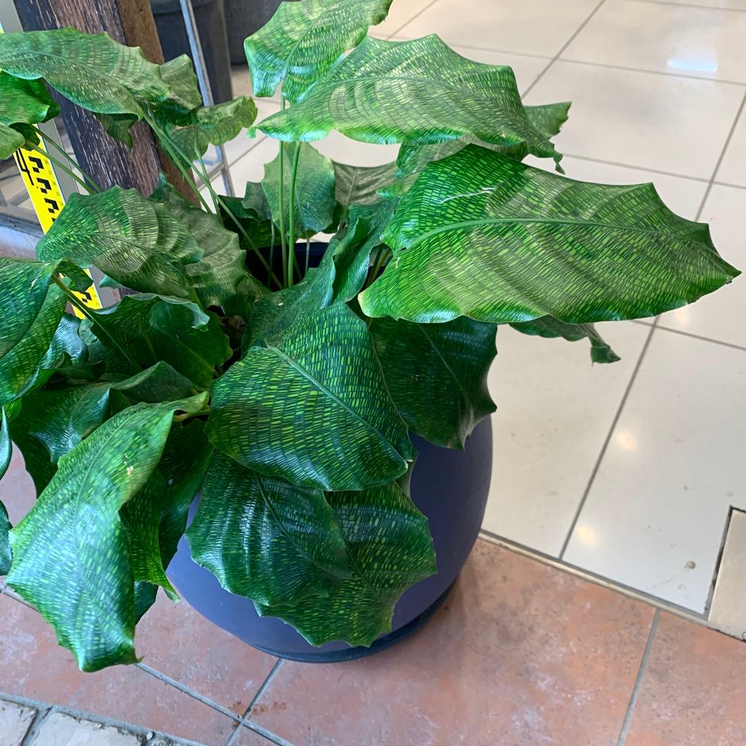 カラテア ムサイカ モザイク ファイバー鉢 お皿付き