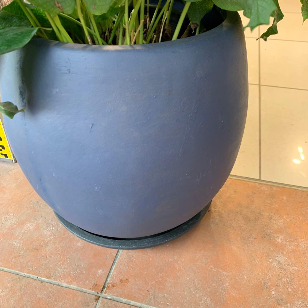 カラテア ムサイカ モザイク ファイバー鉢 お皿付き