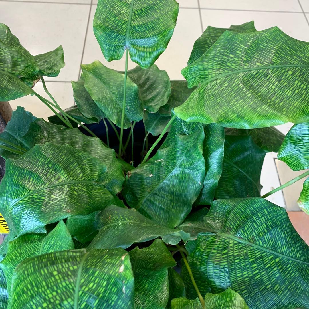 カラテア ムサイカ モザイク ファイバー鉢 お皿付き