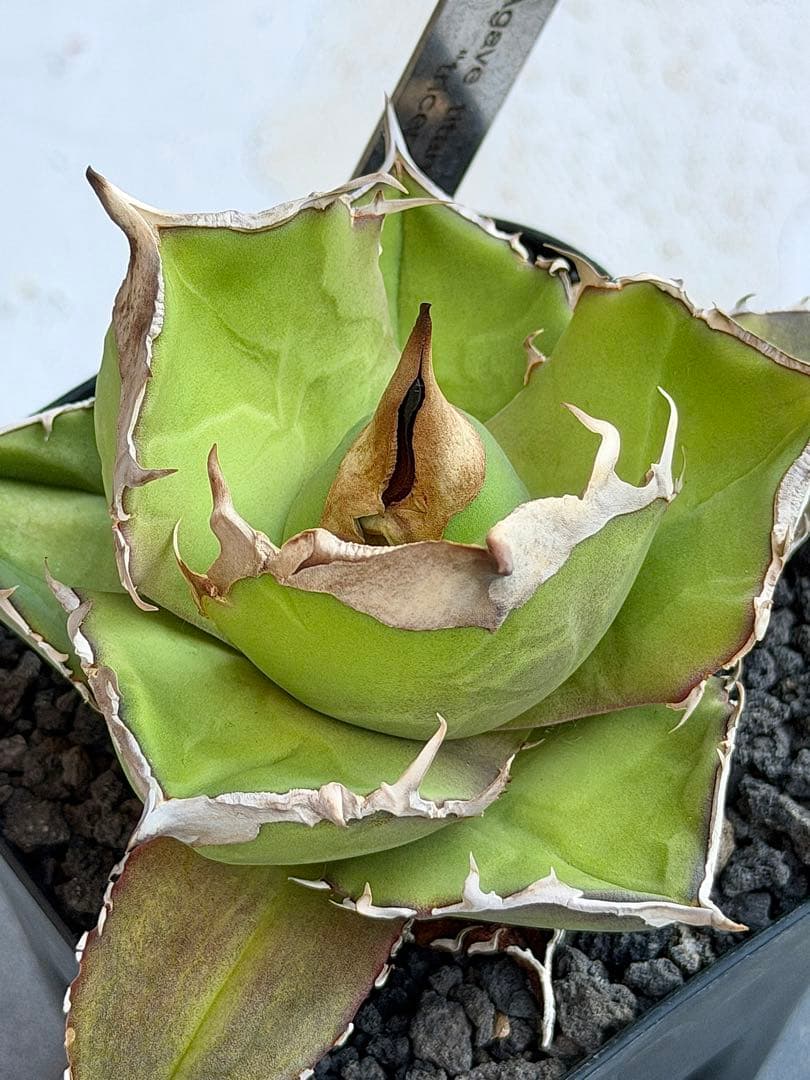 ①アガベチタノタ　トリケラトプス　白犀牛　カクタスグリーン　中株