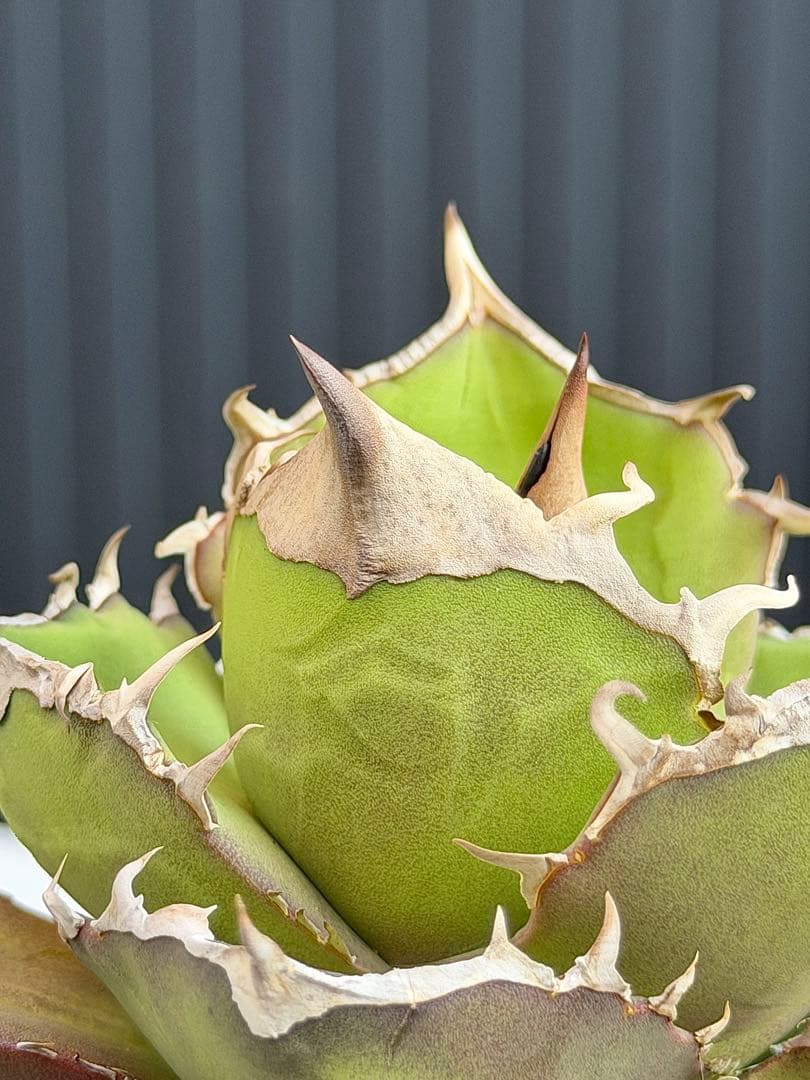 ①アガベチタノタ　トリケラトプス　白犀牛　カクタスグリーン　中株