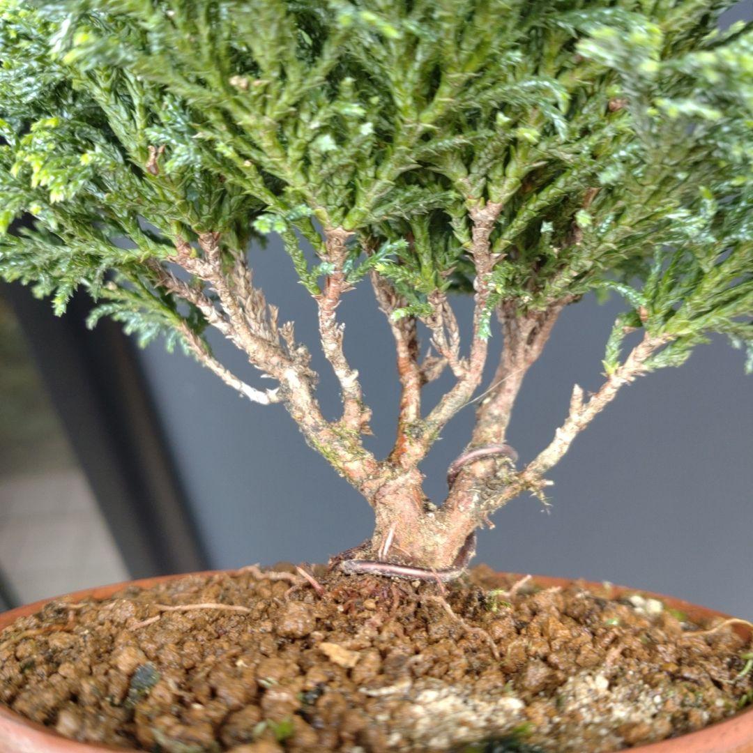 姫椹 姫サワラ ミニ 小品 盆栽 素材 - メルカリ
