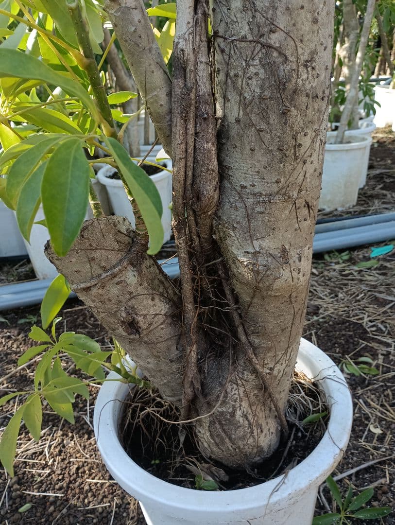 シェフレラ montekn