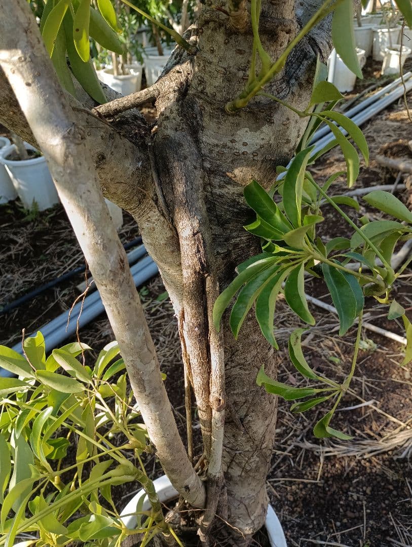 シェフレラ montekn