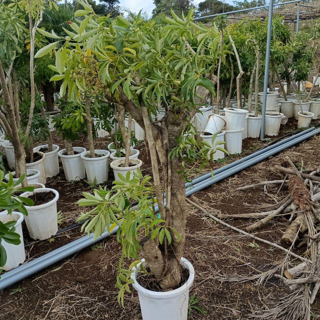 シェフレラ montekn