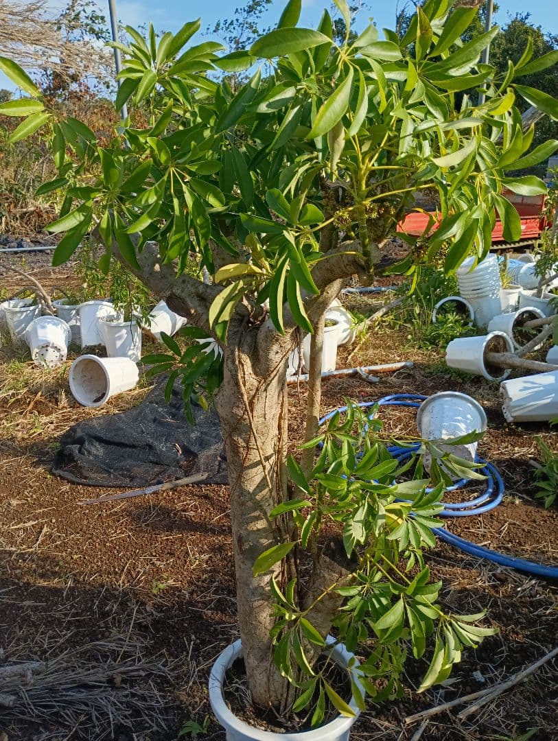 シェフレラ montekn