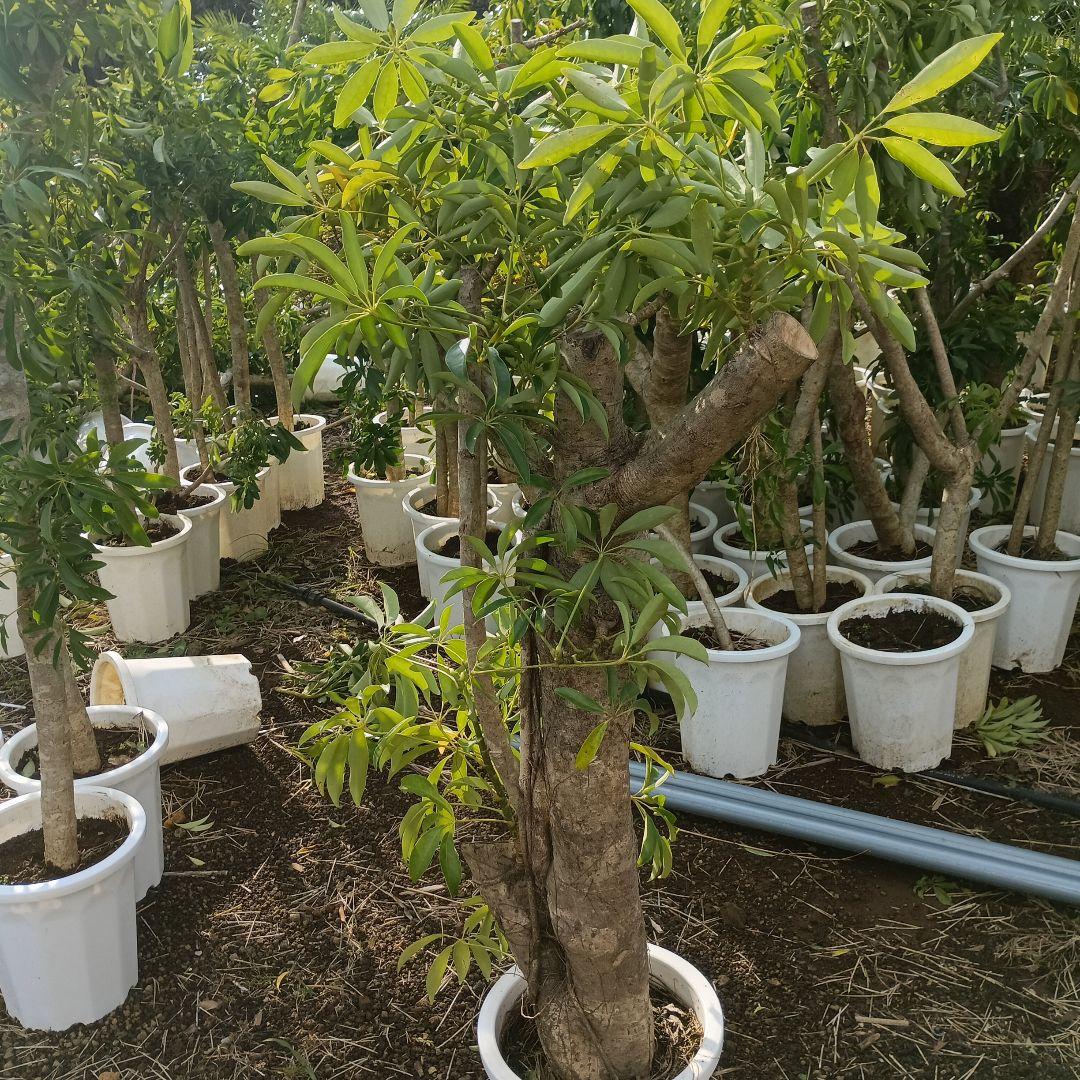 シェフレラ montekn