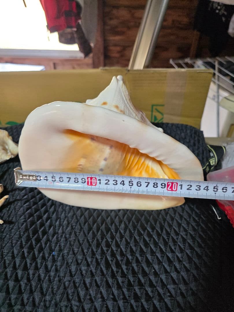 トウカムリガイ 貝殻 約20cm 白とオレンジの斑点