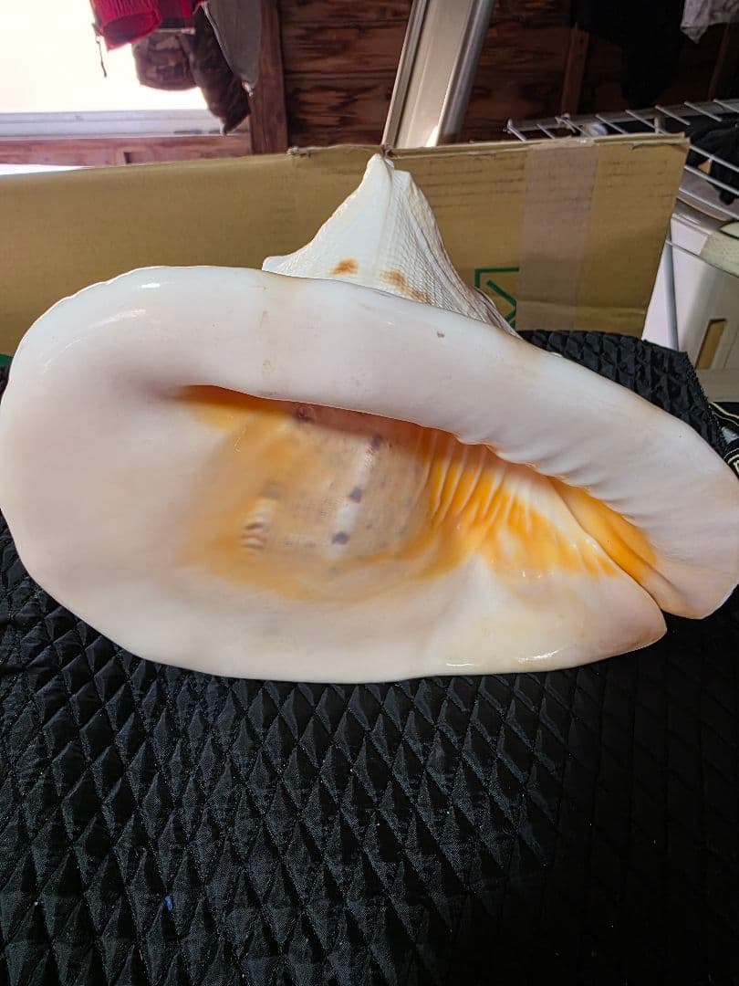 トウカムリガイ 貝殻 約20cm 白とオレンジの斑点