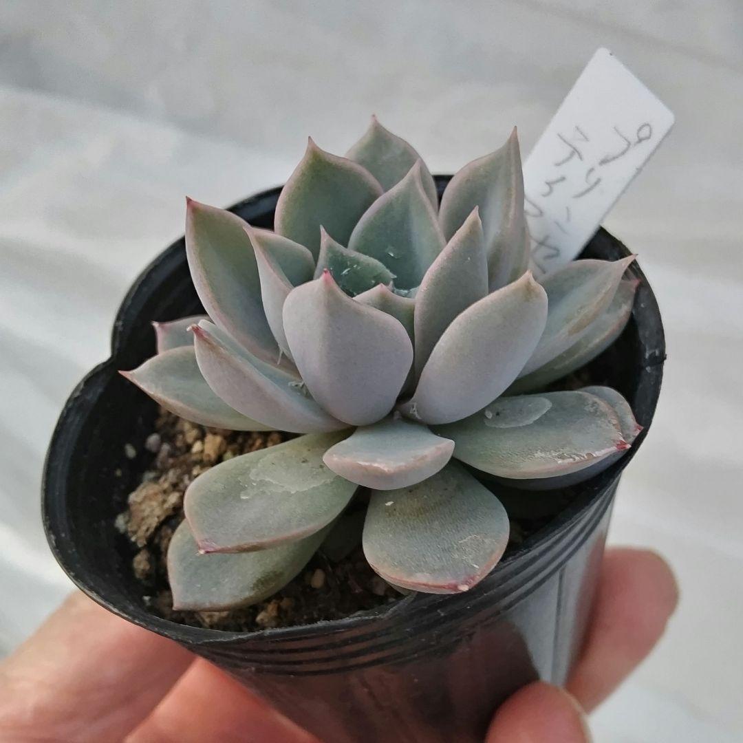 プリンセスティアラ♥おらいさん作出♥札無し♥抜き苗 - メルカリ