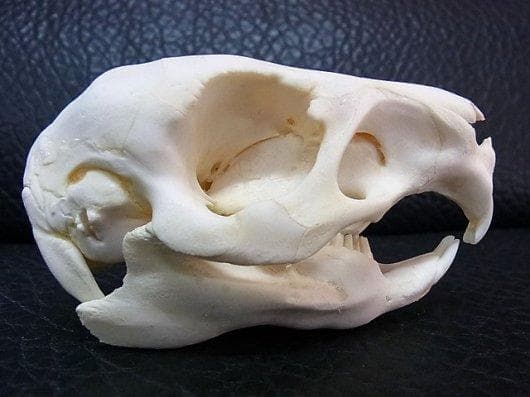 高品質！カピバラ（幼獣）の頭骨