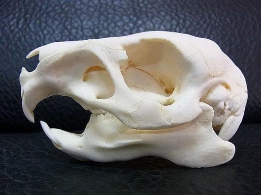 高品質！カピバラ（幼獣）の頭骨