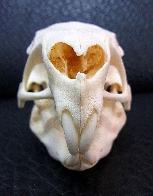 高品質！カピバラ（幼獣）の頭骨