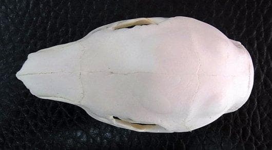 高品質！カピバラ（幼獣）の頭骨