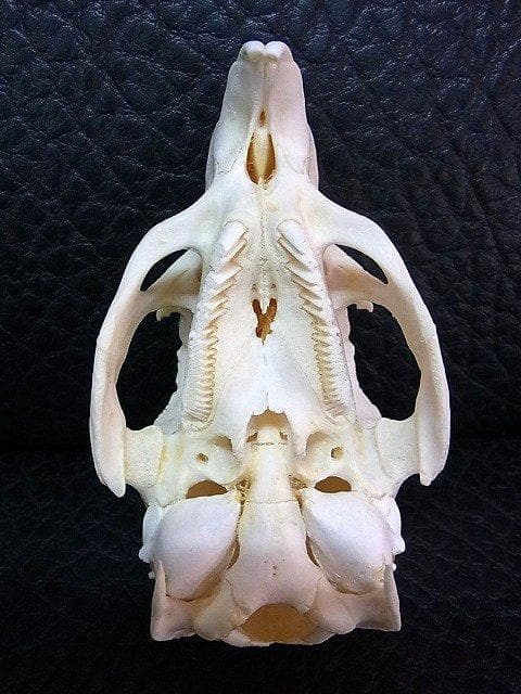 高品質！カピバラ（幼獣）の頭骨