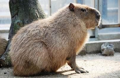 高品質！カピバラ（幼獣）の頭骨