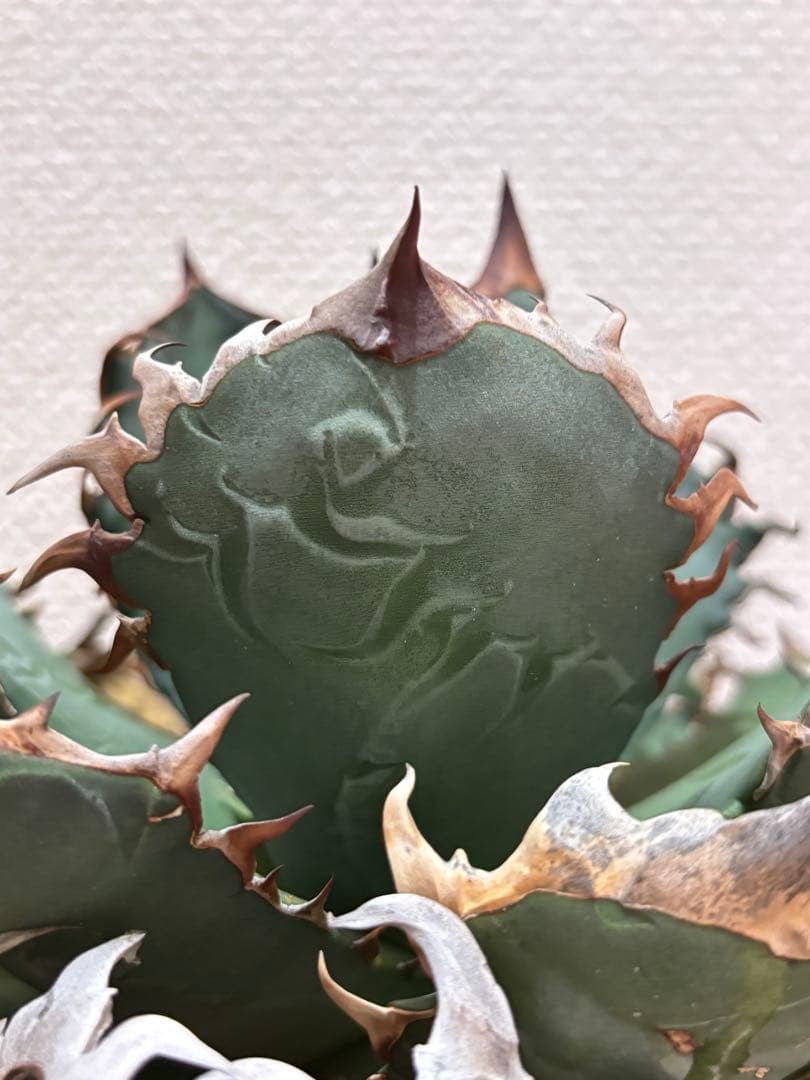 オアハカ オテロイ 現地球 coyote 宇多田さん - メルカリ