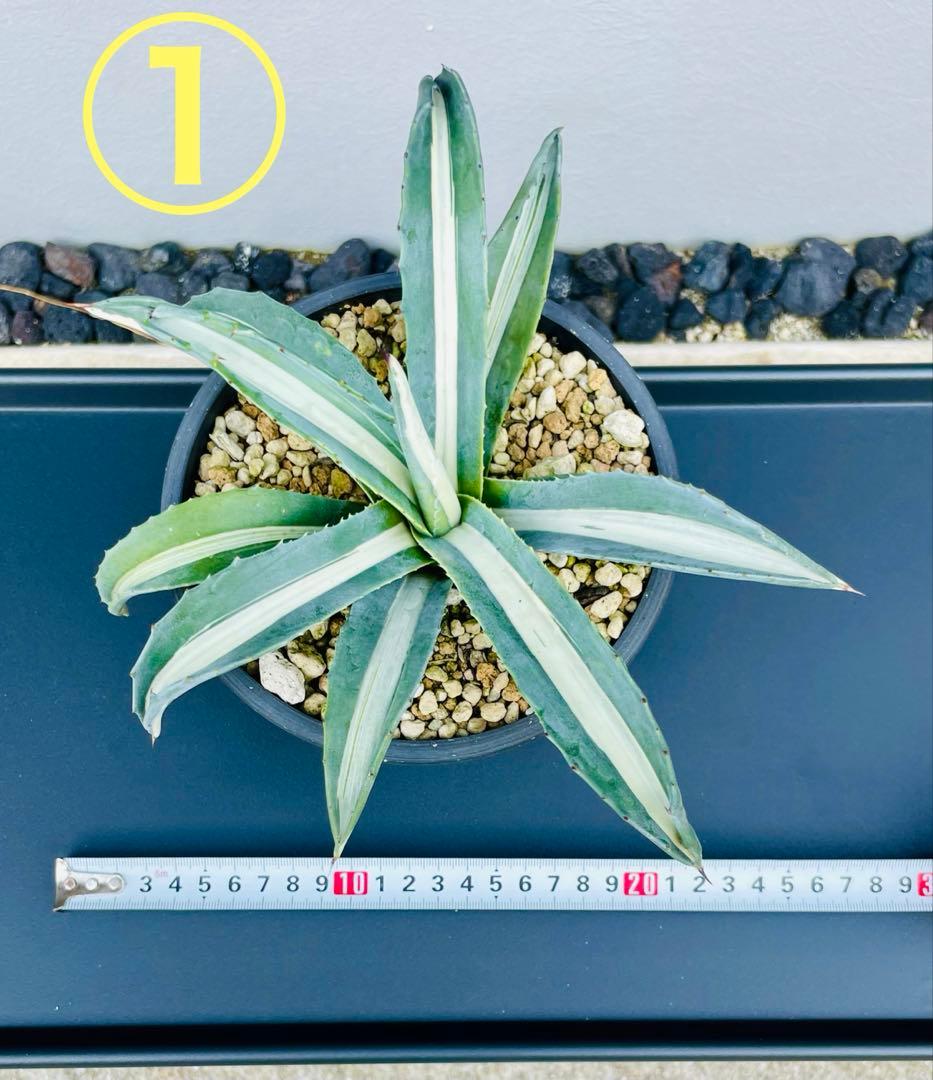 ☆ 葉幅広2株セット☆美株☆大株☆アガベ アメリカーナ華厳 - メルカリ