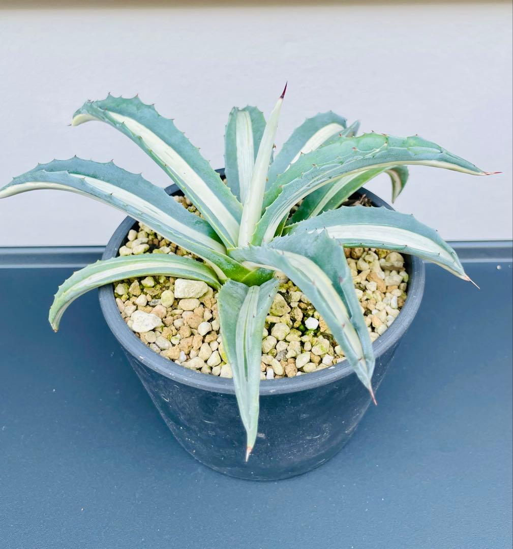 ☆ 葉幅広2株セット☆美株☆大株☆アガベ アメリカーナ華厳 - メルカリ