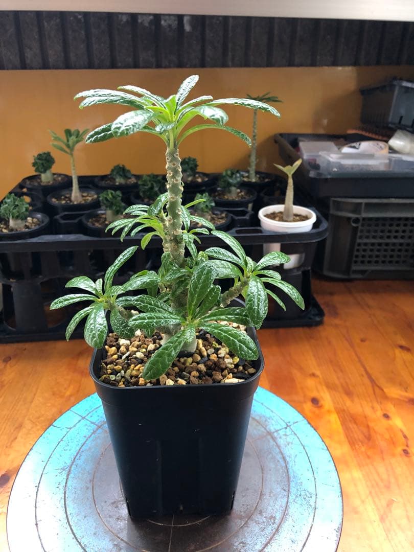 ドルステニア・ギガス　国内実生　A2