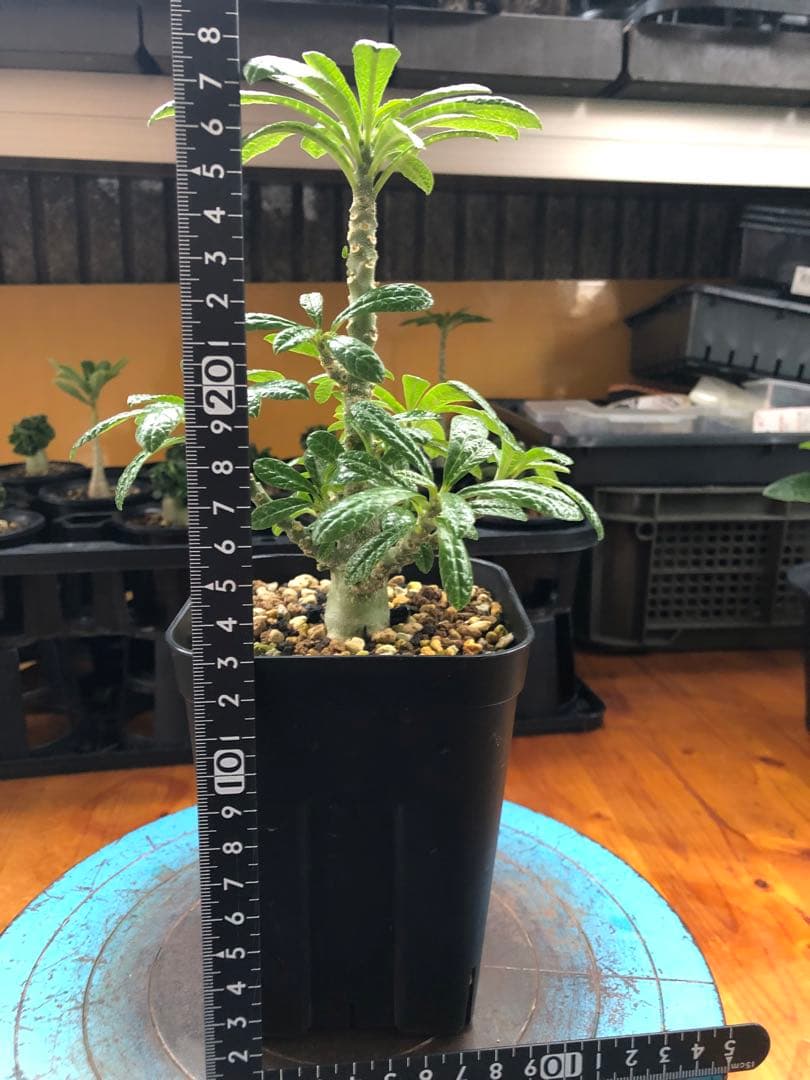 ドルステニア・ギガス　国内実生　A2