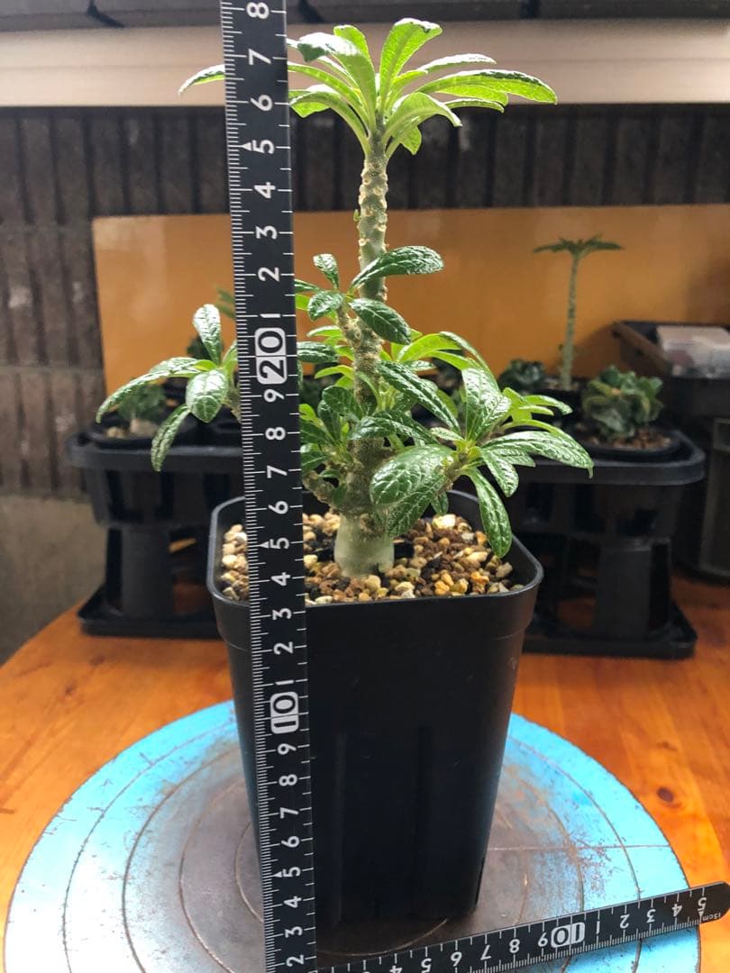 ドルステニア・ギガス　国内実生　A2