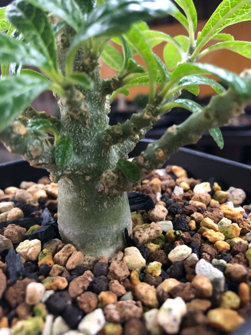 ドルステニア・ギガス　国内実生　A2