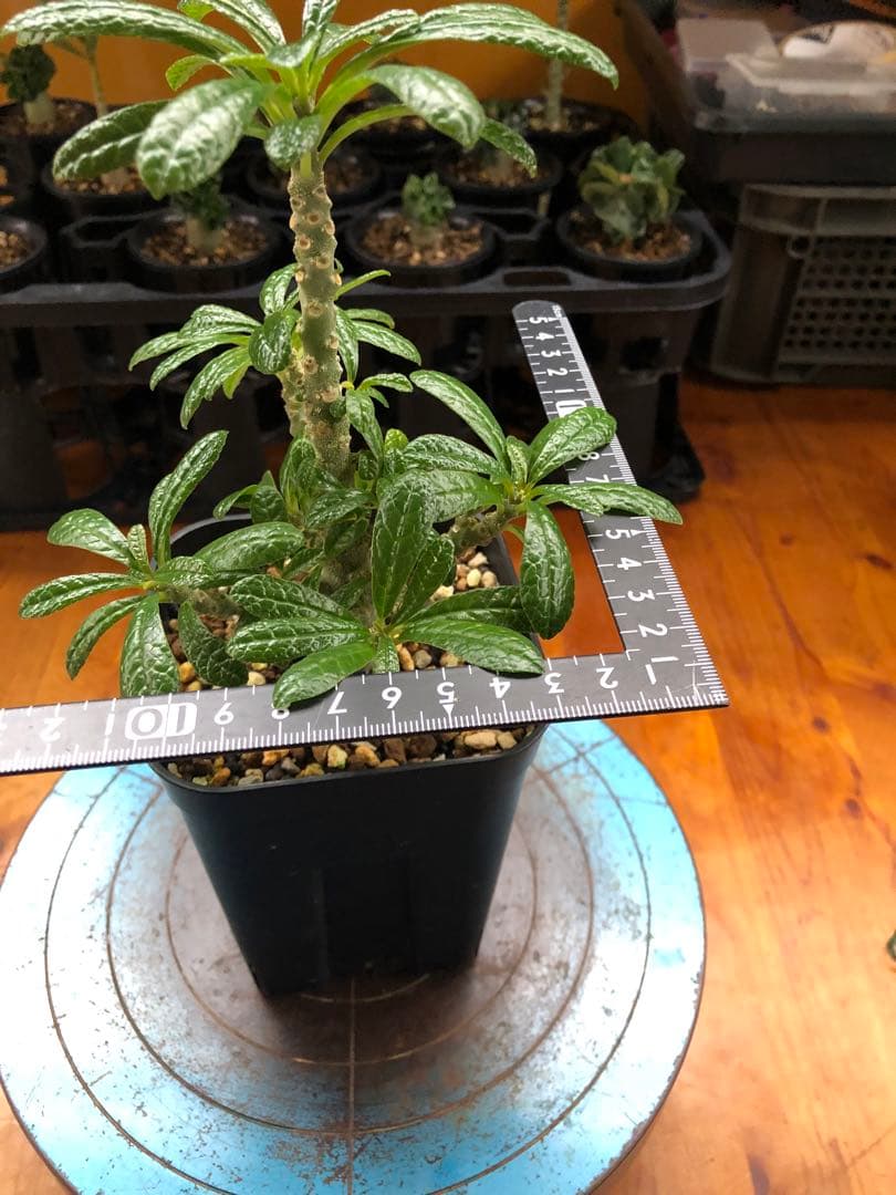 ドルステニア・ギガス　国内実生　A2