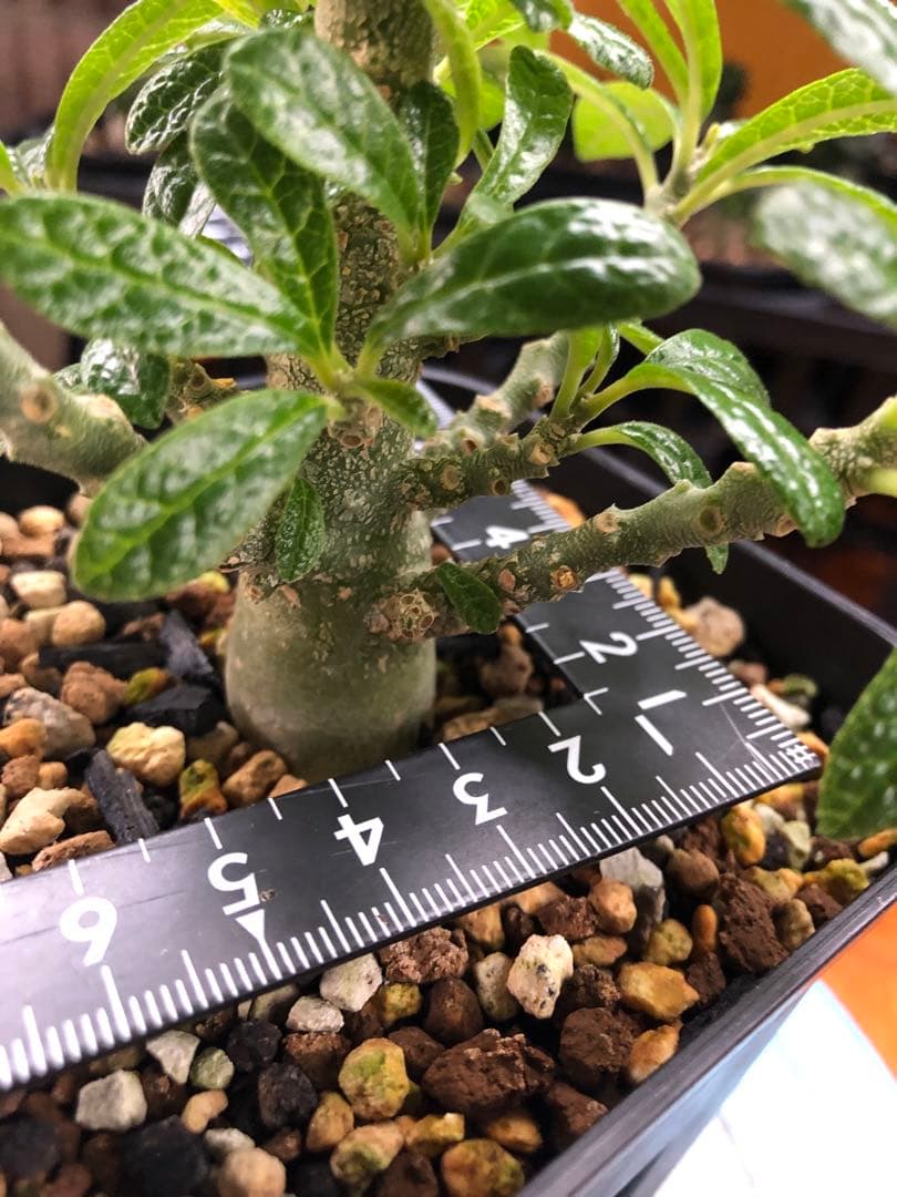 ドルステニア・ギガス　国内実生　A2