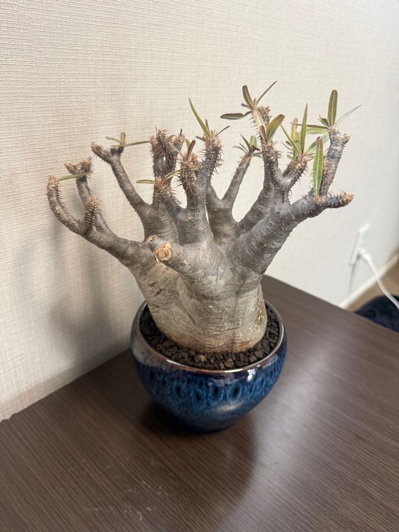 塊根植物 パキポディウムグラキリス