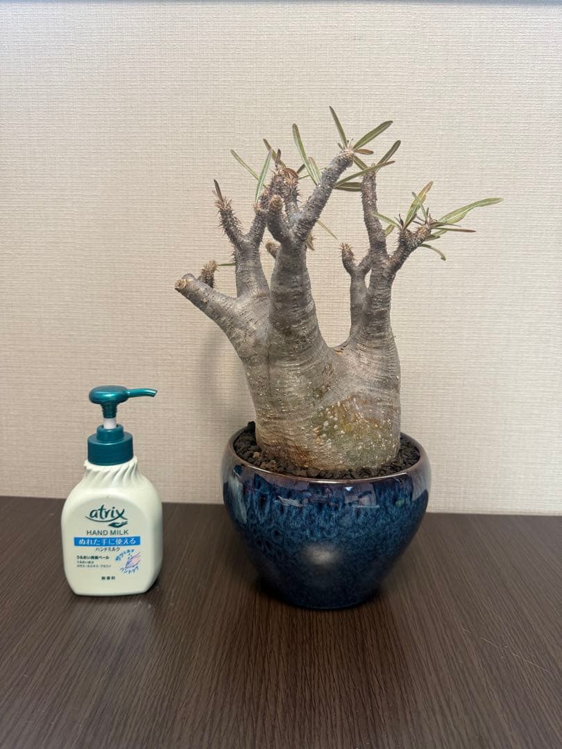 塊根植物 パキポディウムグラキリス