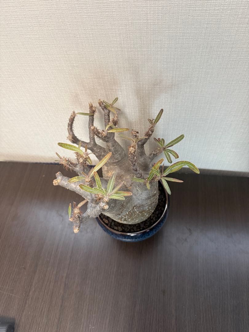 塊根植物 パキポディウムグラキリス