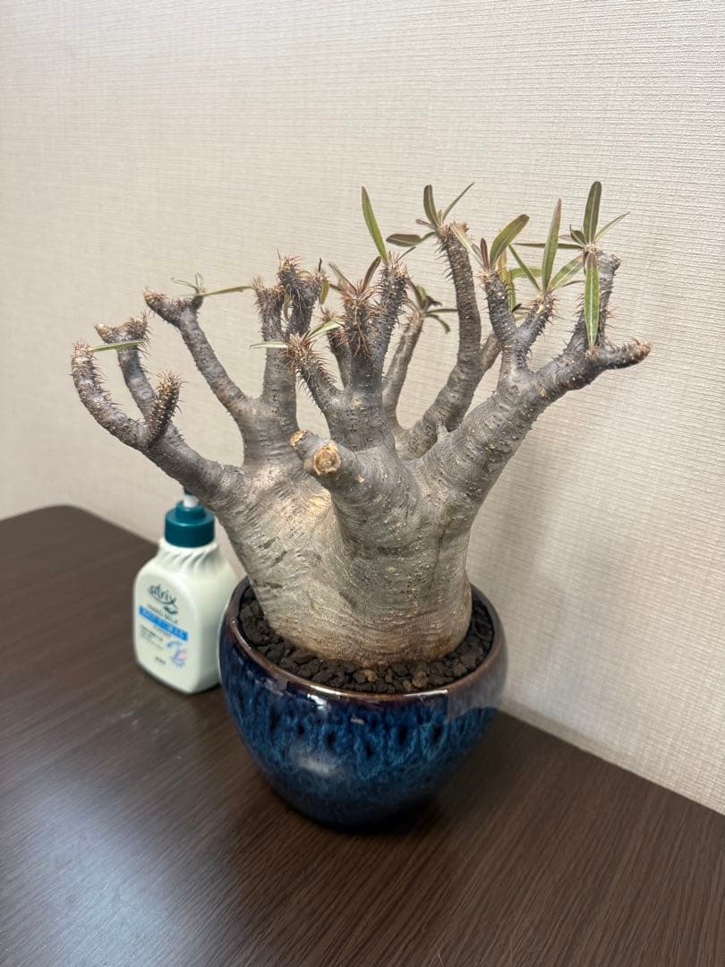 塊根植物 パキポディウムグラキリス