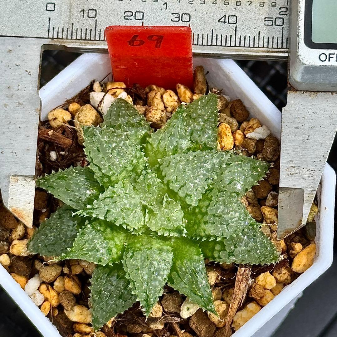 O*Z様 バブルコレクタ 超美株 ハオルチア 観葉植物 オークション 69