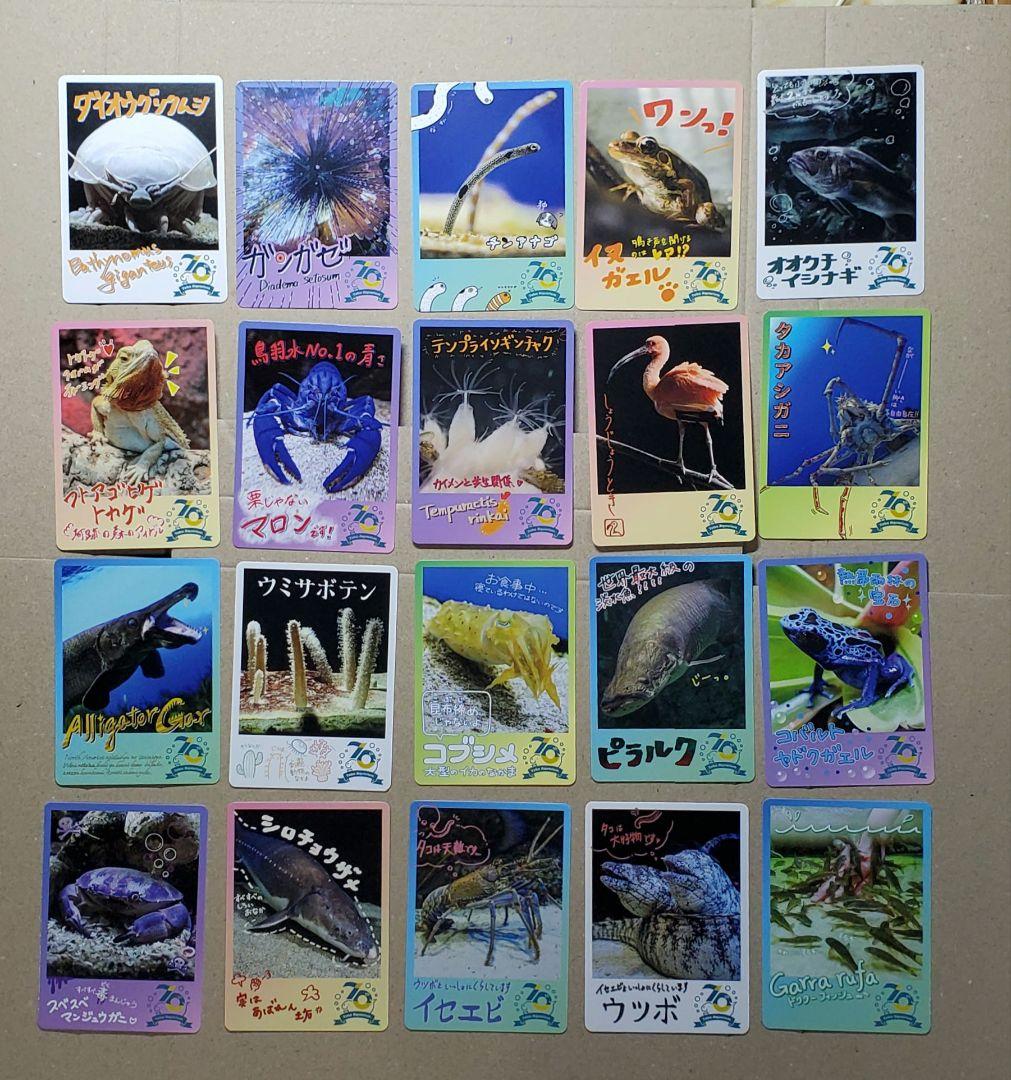 鳥羽水族館 70周年記念 コレクションカード 合計20枚 ☆10 コレカ