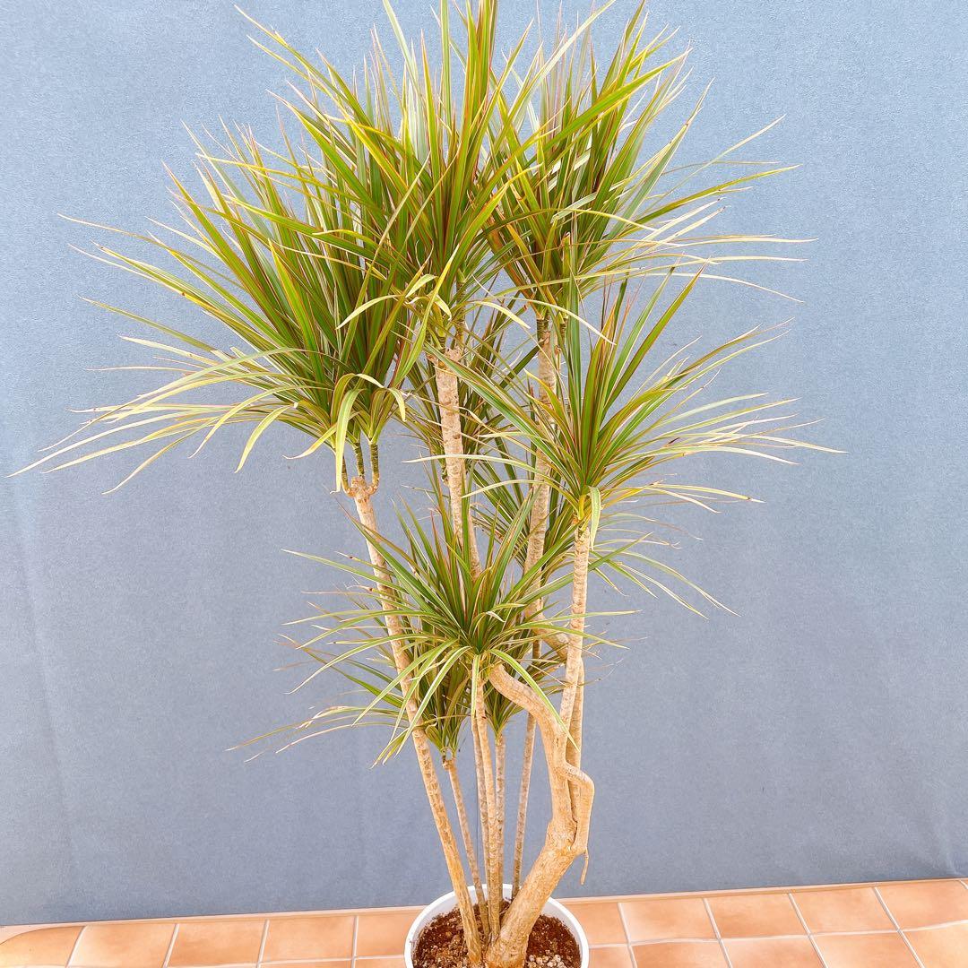 現品　ドラセナ　コンシンネ　トリカラー　28番　観葉植物　特大　インテリア　室内